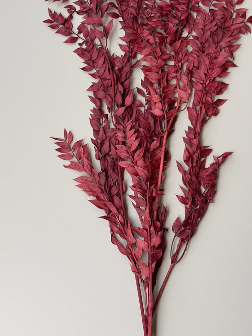 Dried and Preserved Berry Wine Ruscus - alternate