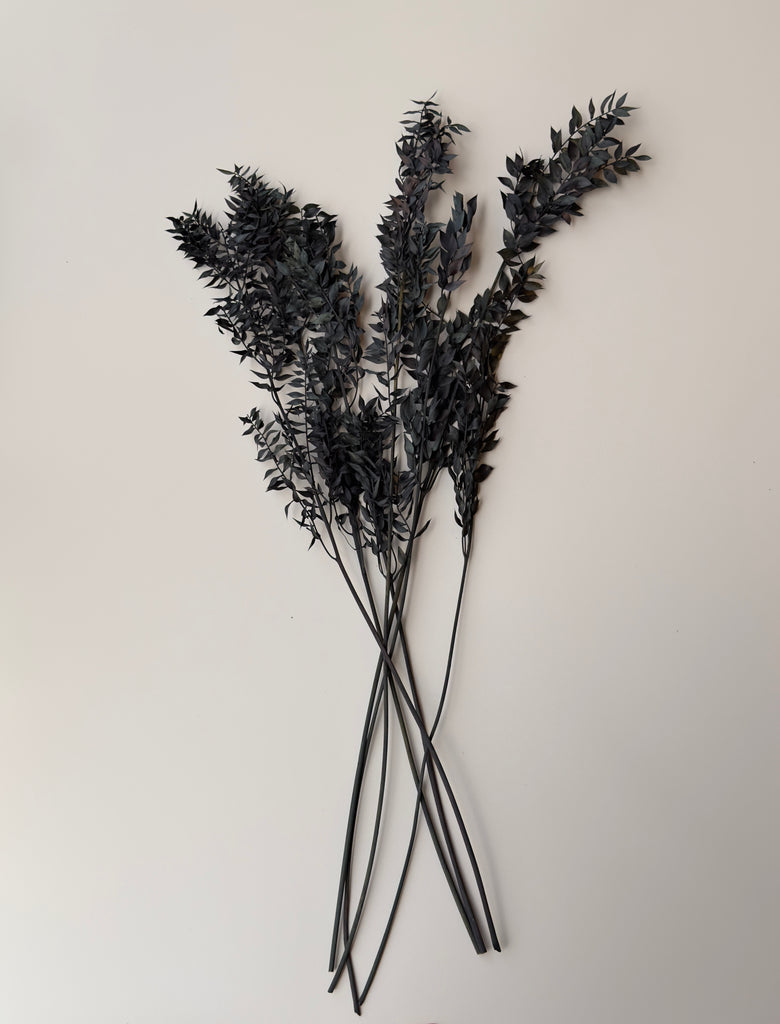 Halloween Ombre Black Ruscus - Dried and Preserved