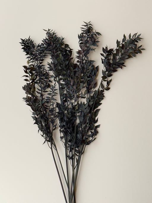Halloween Ombre Black Ruscus - Dried and Preserved - alternate