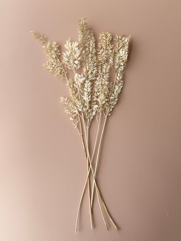 Dried and Preserved Ivory Ruscus