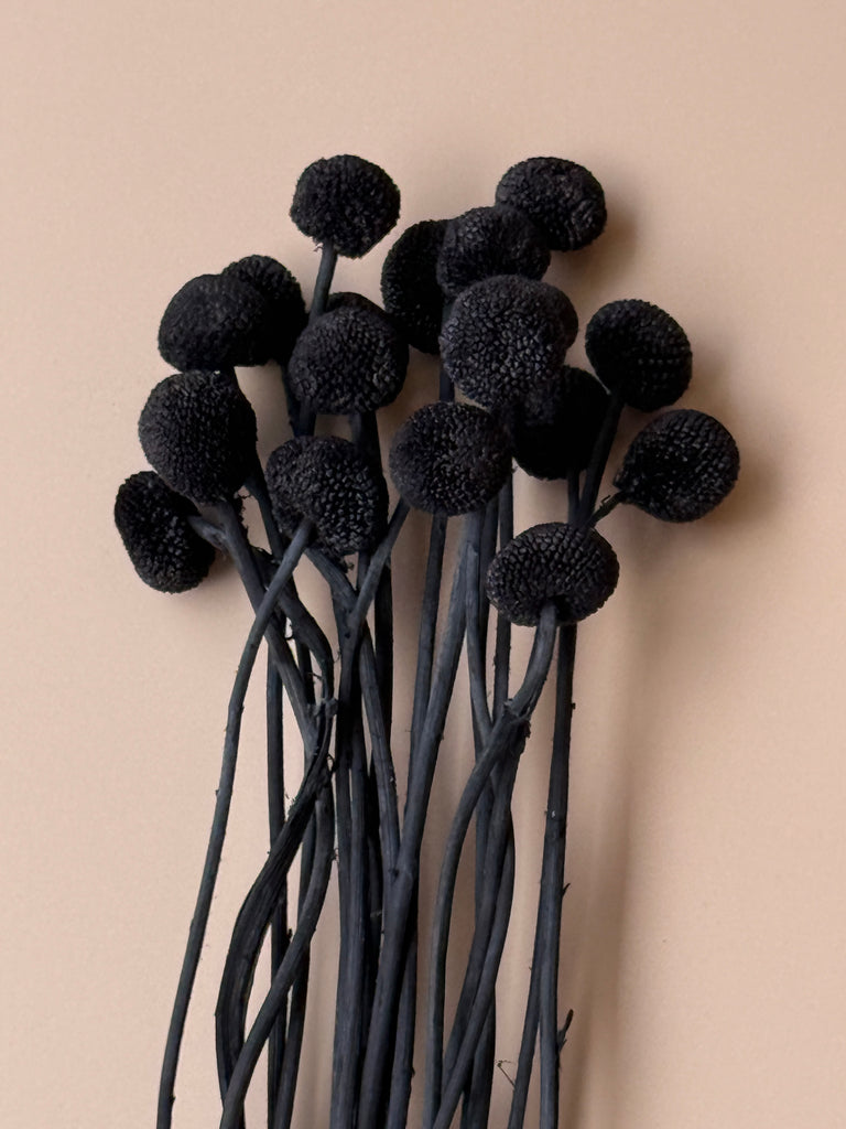 Craspedia - Black/Chalk Black