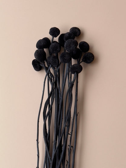 Craspedia - Black/Chalk Black