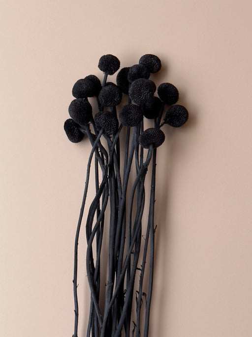 Craspedia - Black/Chalk Black - alternate