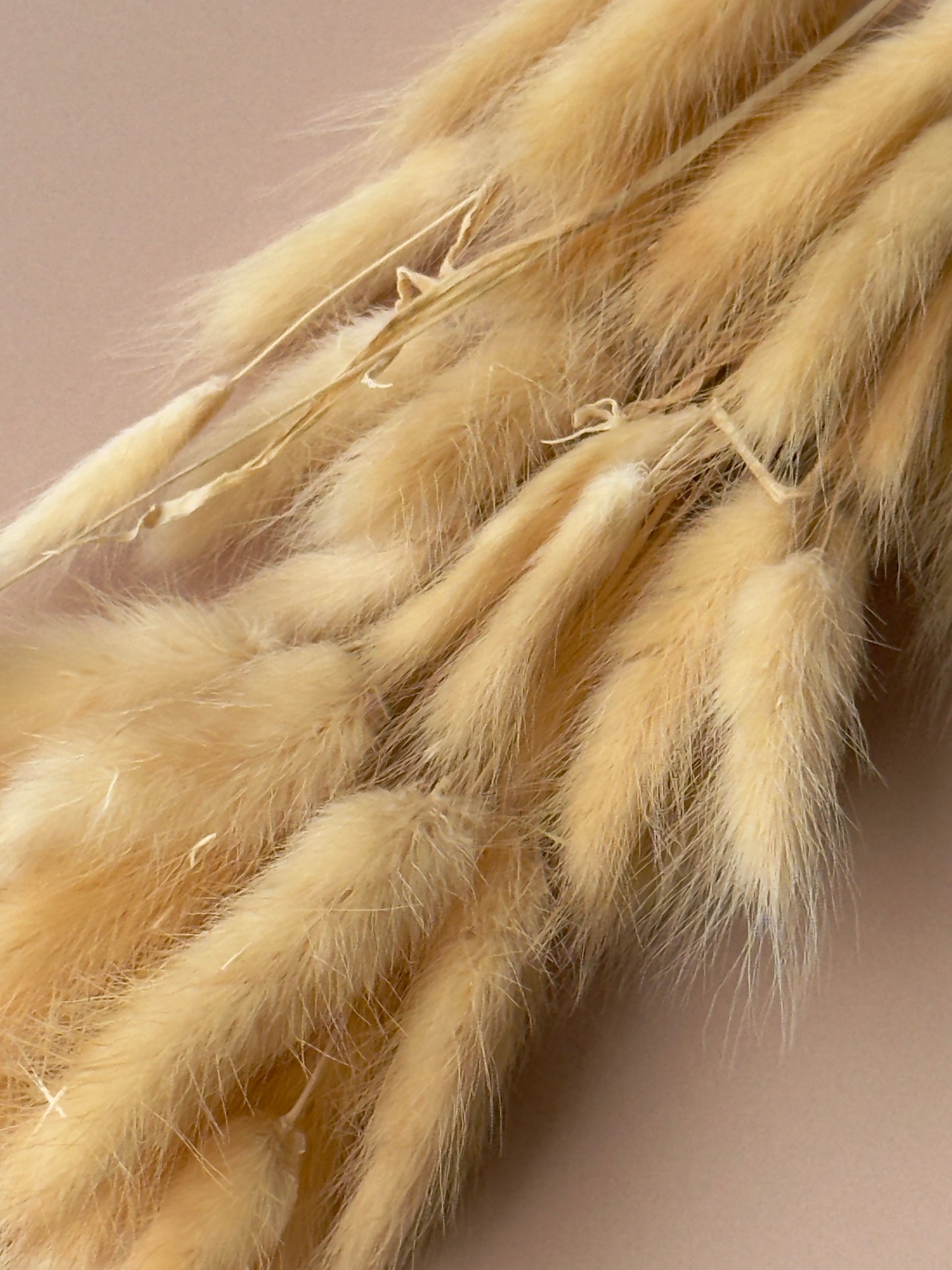 Bunny Tails - Golden Sand