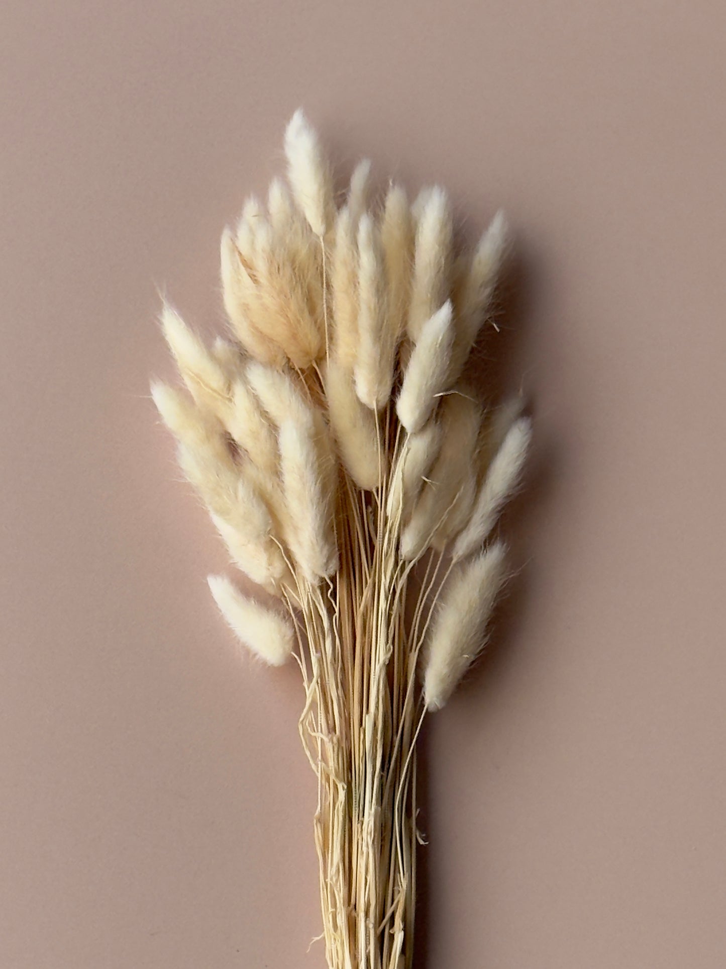 Bunny Tails - Ivory