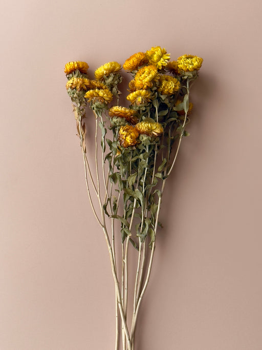 Golden Strawflowers - alternate