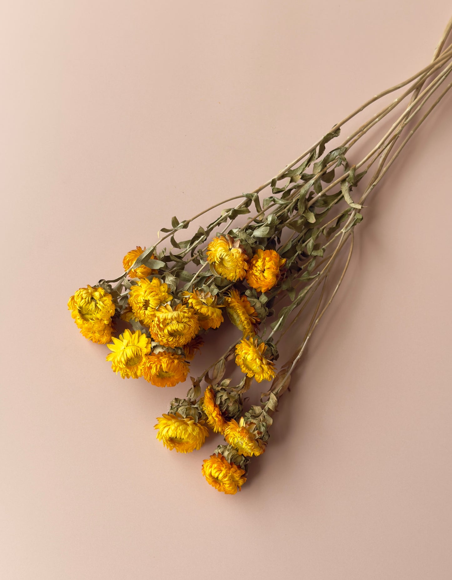 Golden Strawflowers