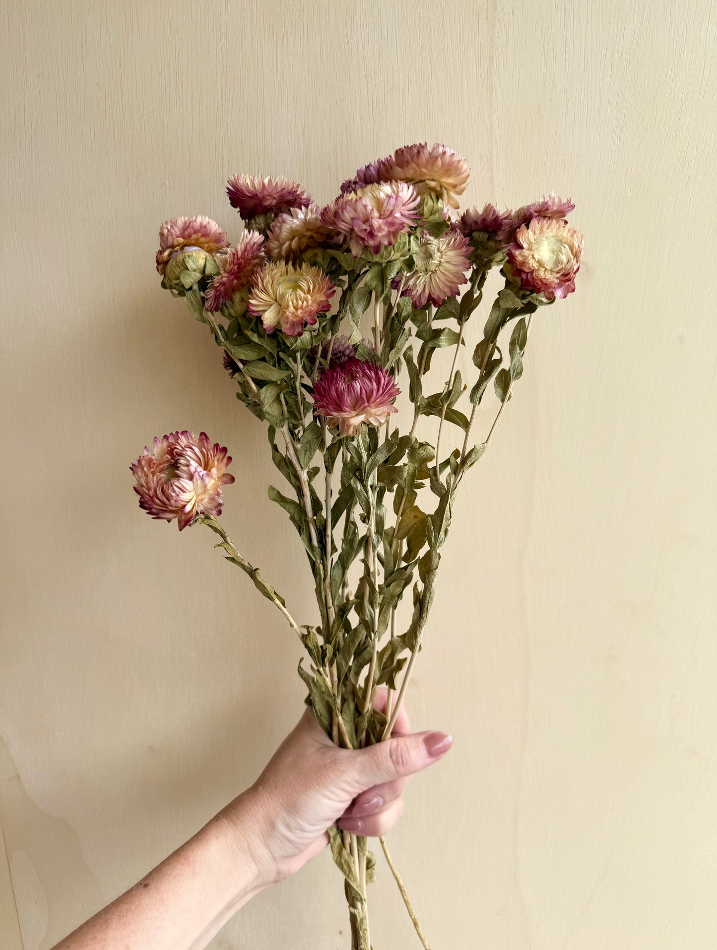 Pink and White Strawflowers
