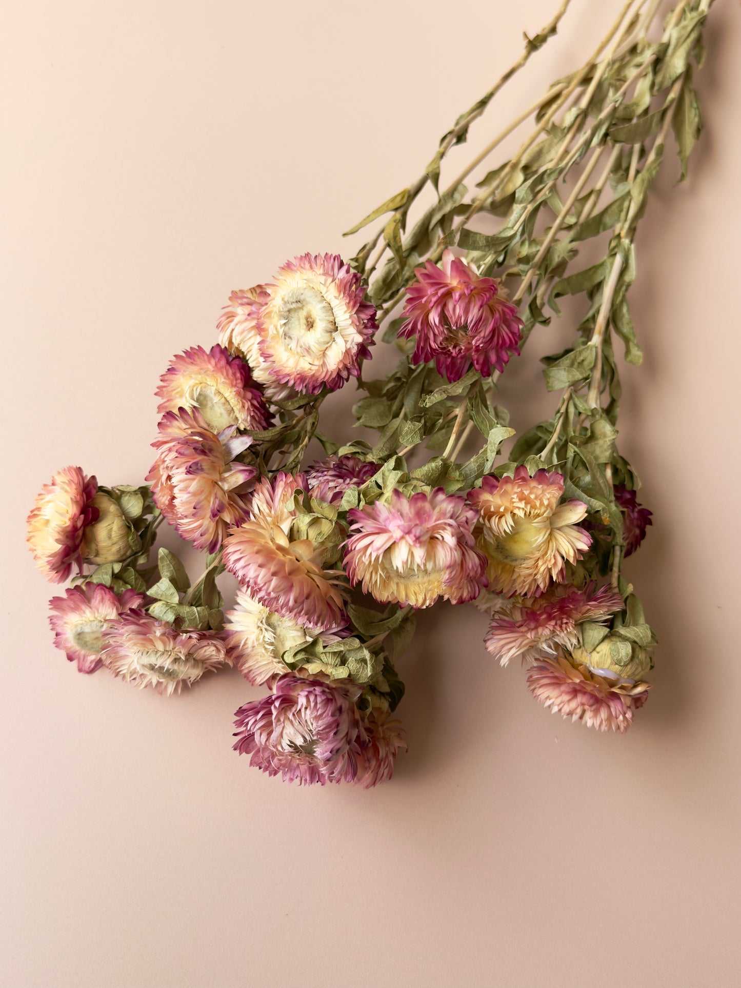 Pink and White Strawflowers