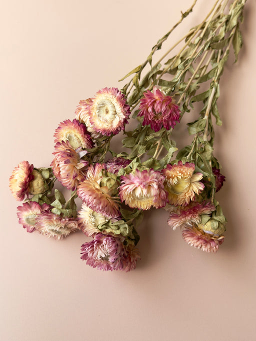 Pink and White Strawflowers - alternate
