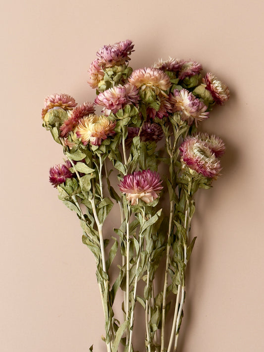 Pink and White Strawflowers