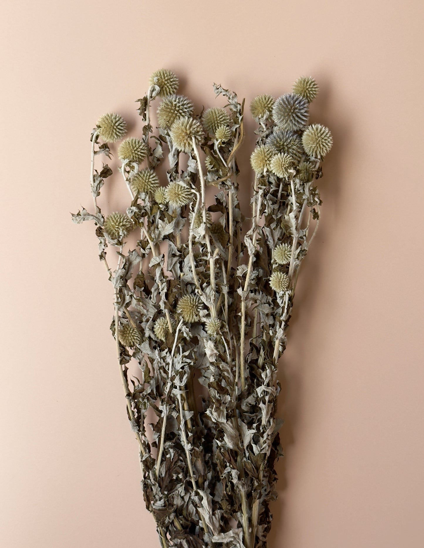 Echinops/Globe Thistle
