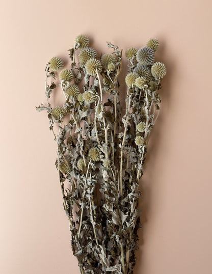 Echinops/Globe Thistle