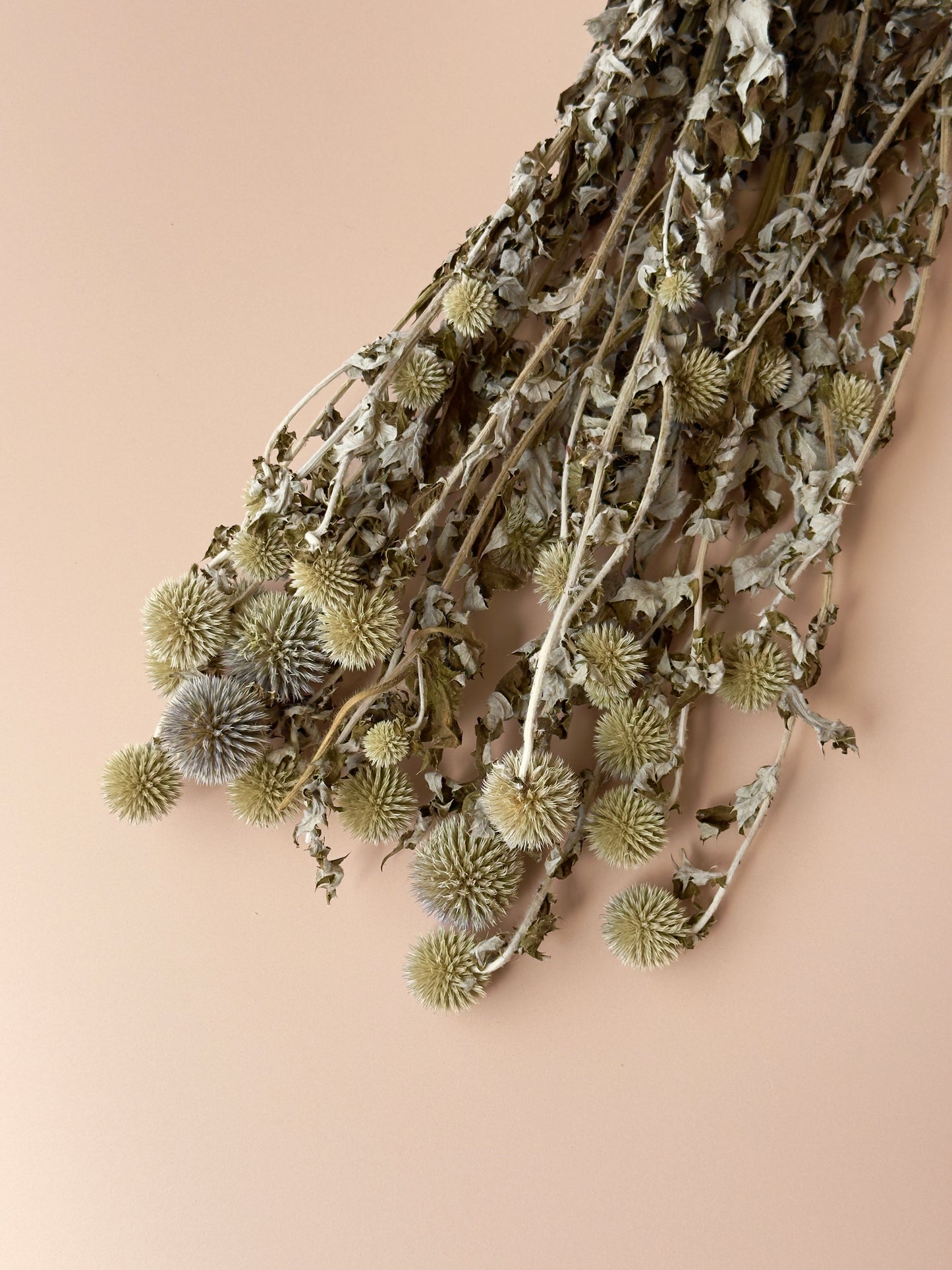 Echinops/Globe Thistle