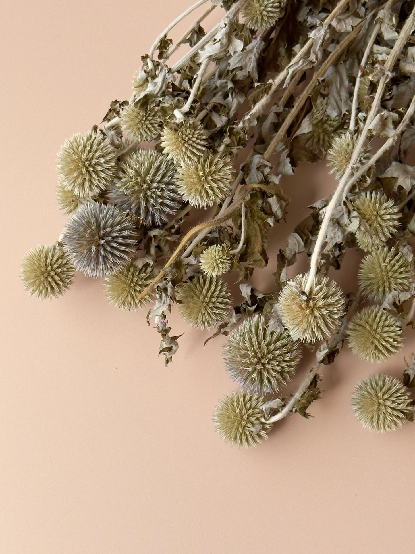 Echinops/Globe Thistle