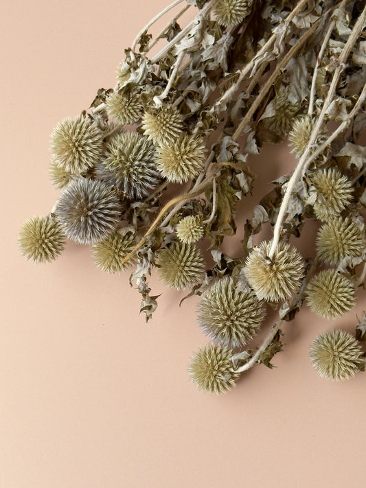 Echinops/Globe Thistle