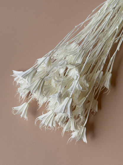 White Nigella