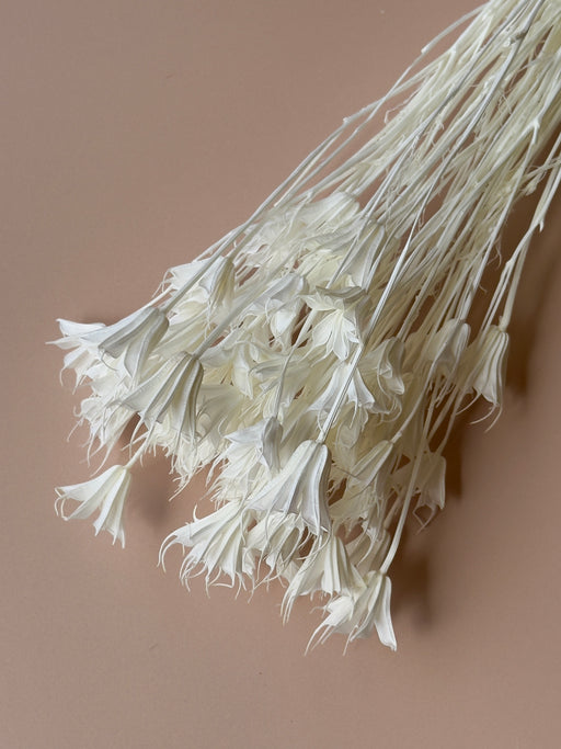 White Nigella - alternate
