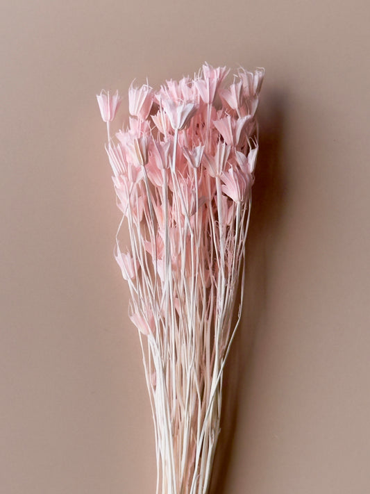 Pink Nigella
