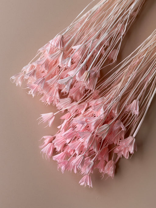 Pink Nigella - alternate