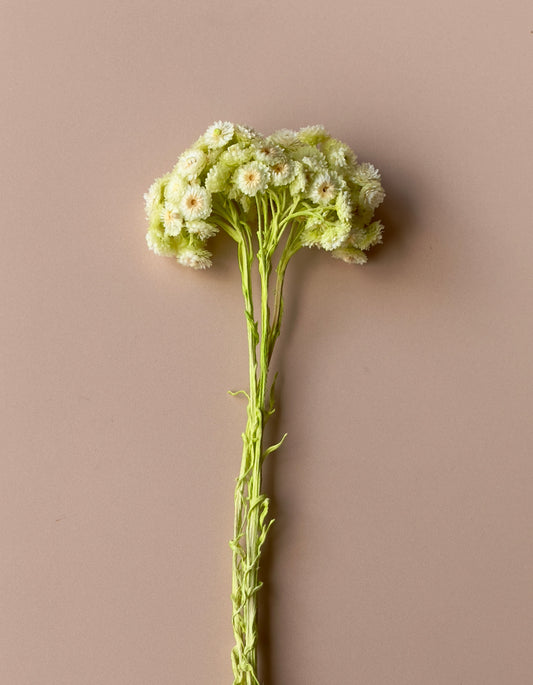 Light Green Immortelle