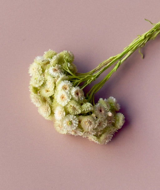Light Green Immortelle - alternate