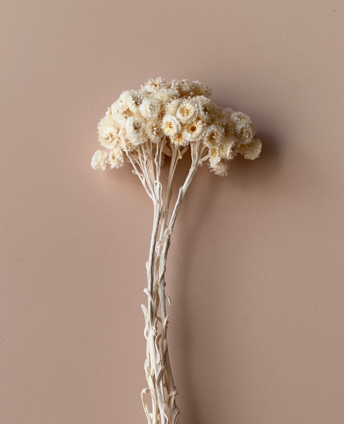 Ivory Immortelle