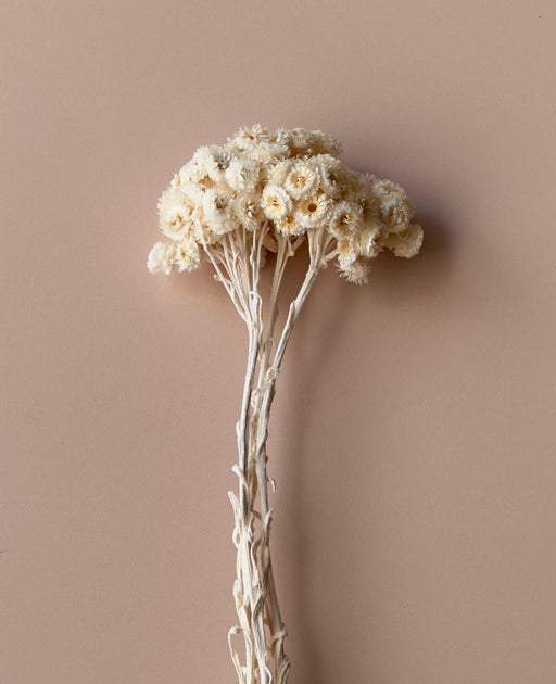 Ivory Immortelle - alternate