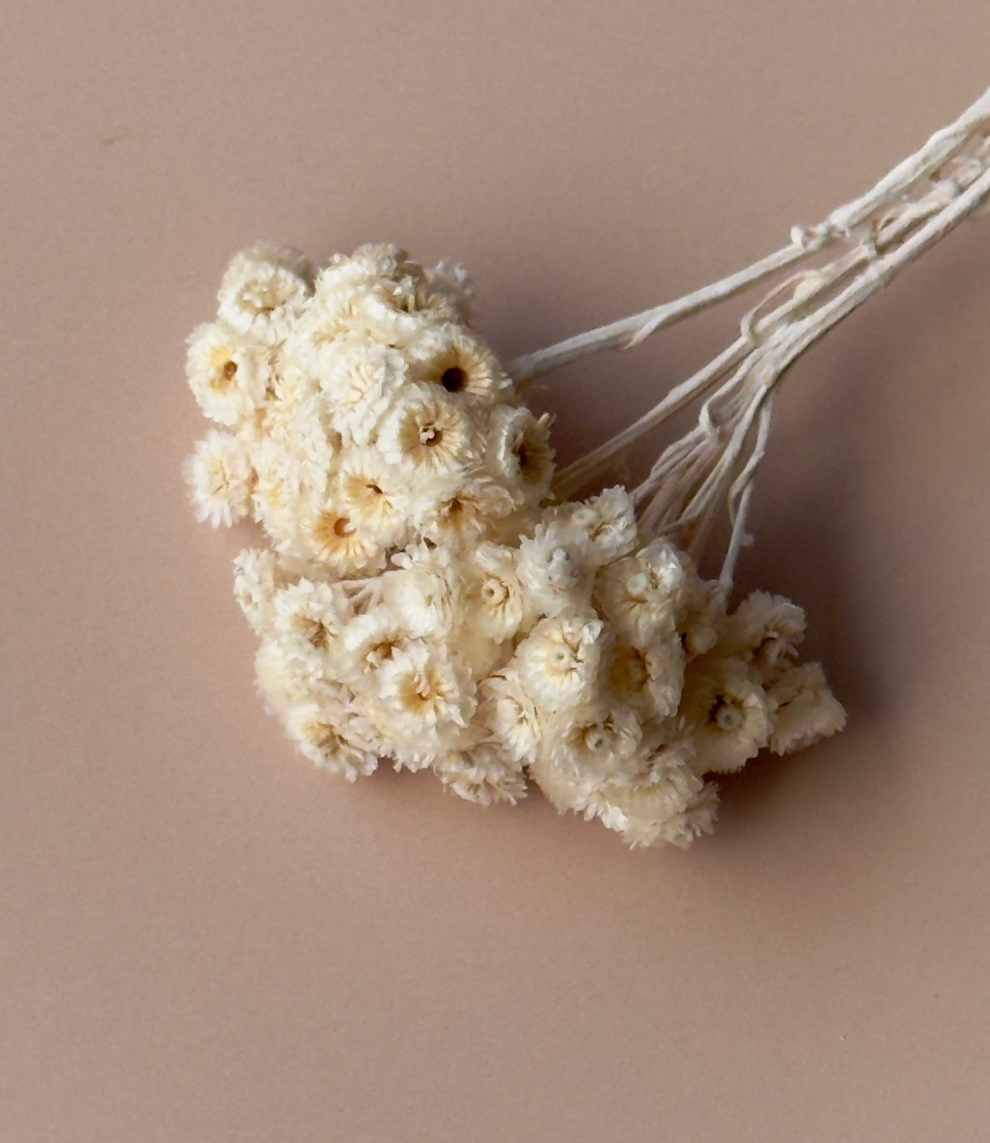 Ivory Immortelle