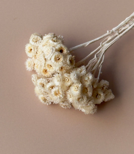 Ivory Immortelle