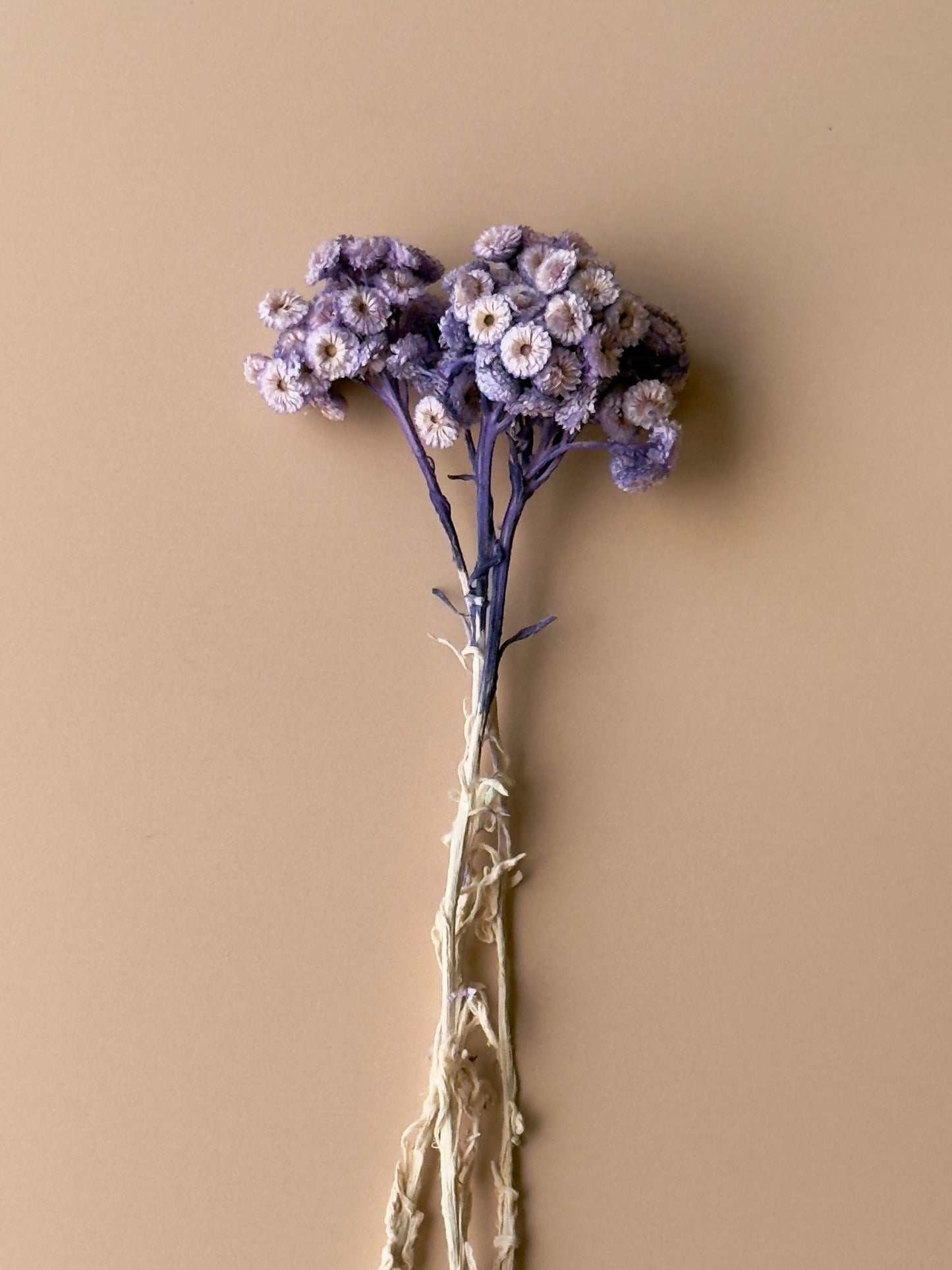 Purple Immortelle