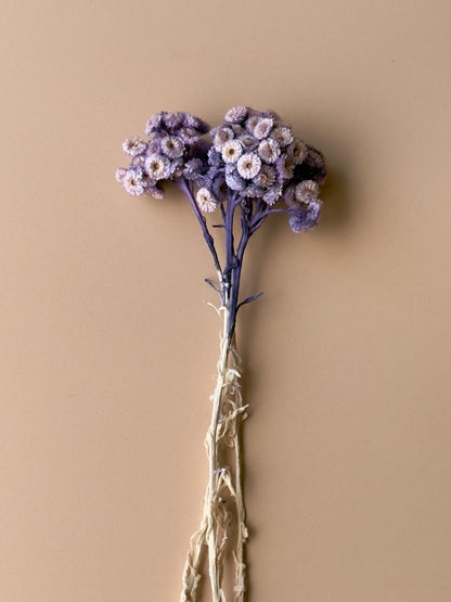 Purple Immortelle