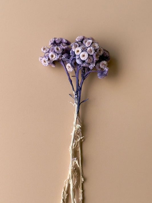Purple Immortelle