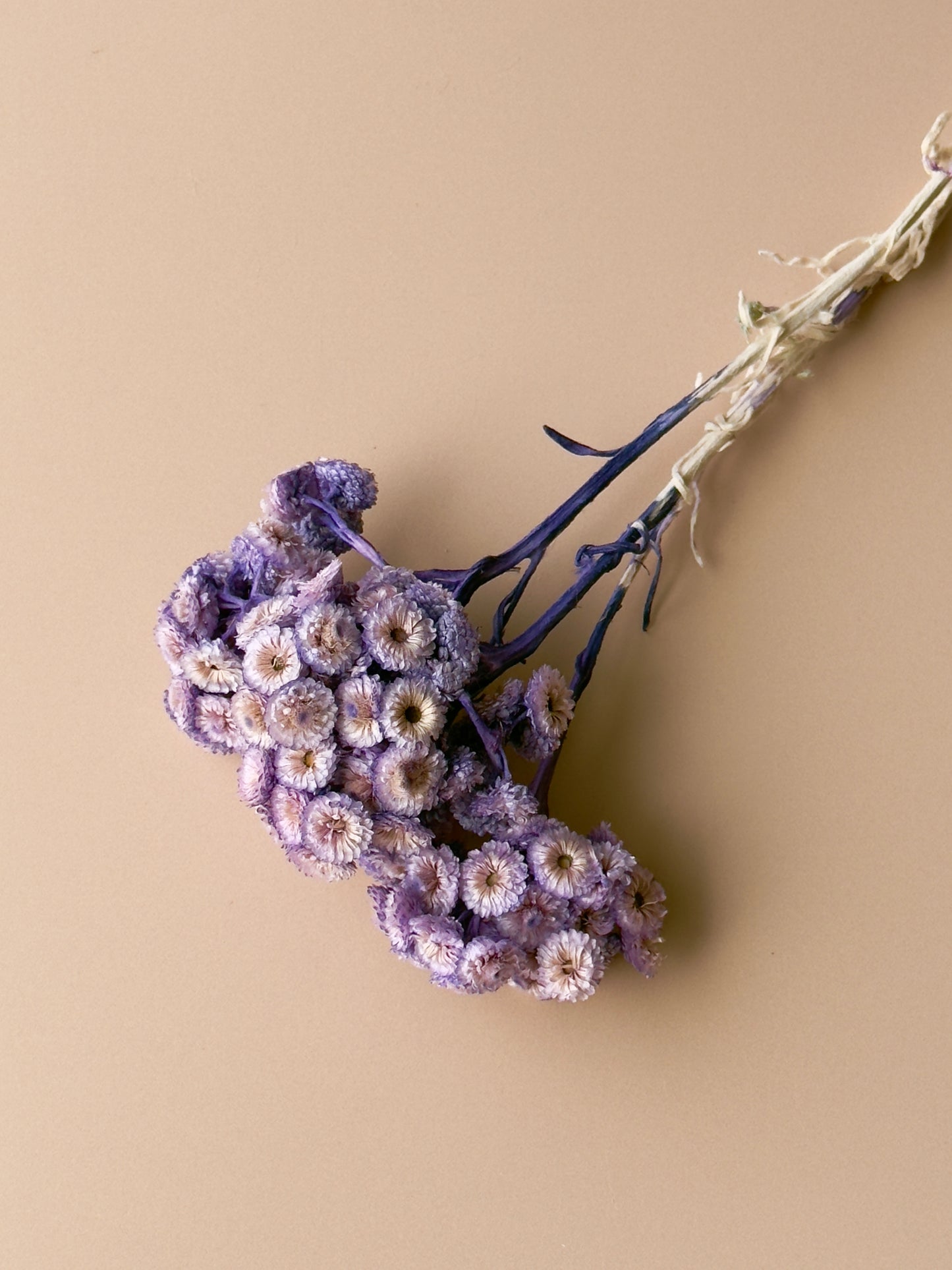 Purple Immortelle