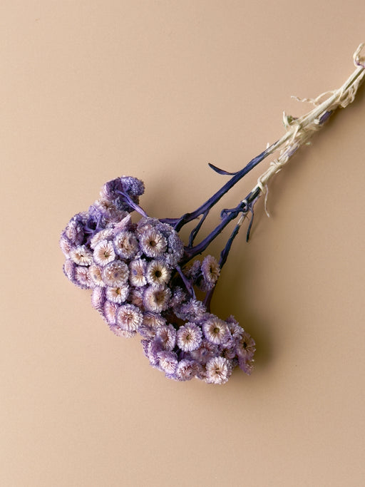Purple Immortelle - alternate