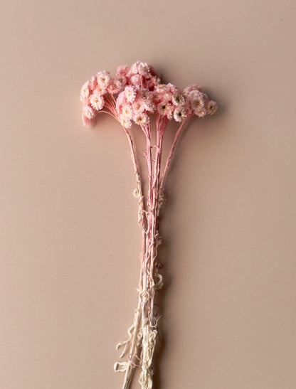 Pink Immortelle