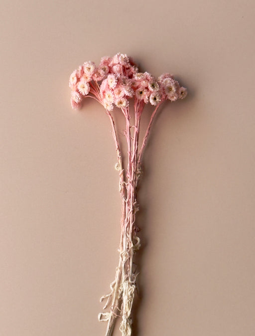 Pink Immortelle - alternate