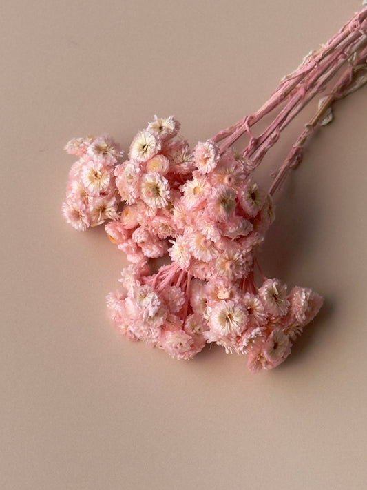 Pink Immortelle