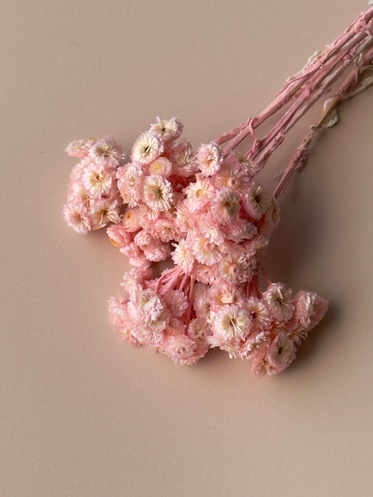 Pink Immortelle