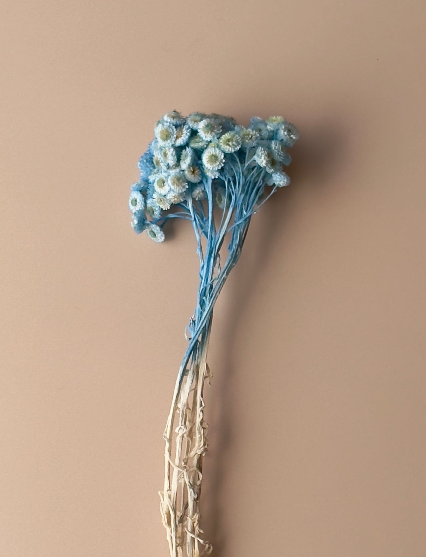 Blue Immortelle