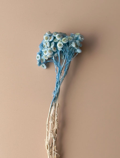 Blue Immortelle - alternate