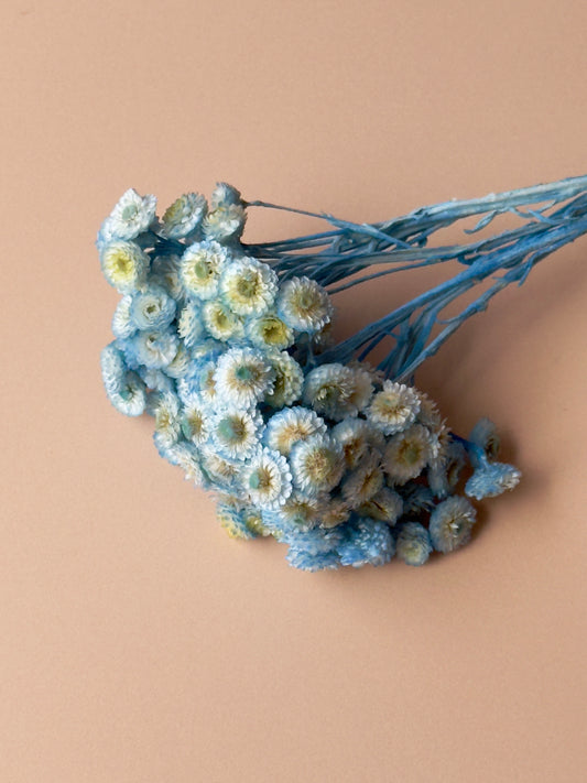 Blue Immortelle