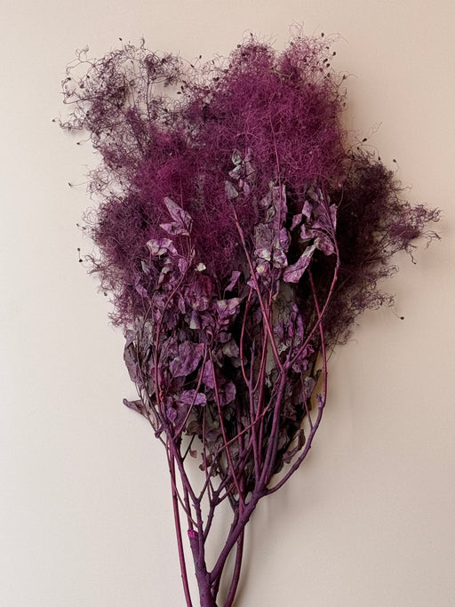 Preserved Smoke Bush - Plum - alternate