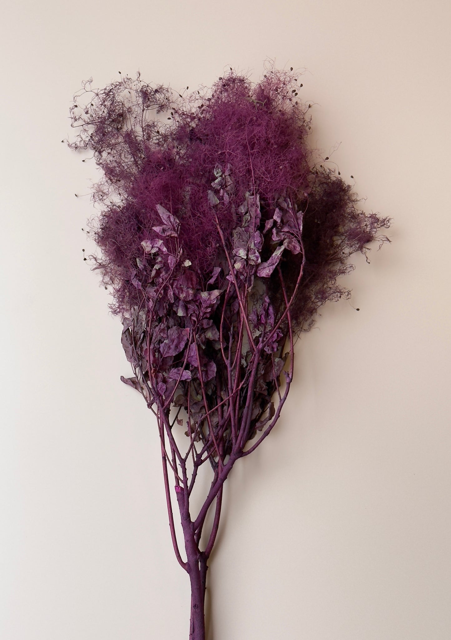 Preserved Smoke Bush - Plum