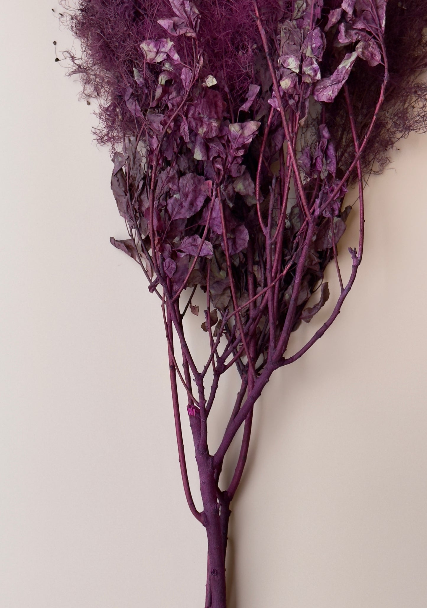 Preserved Smoke Bush - Plum
