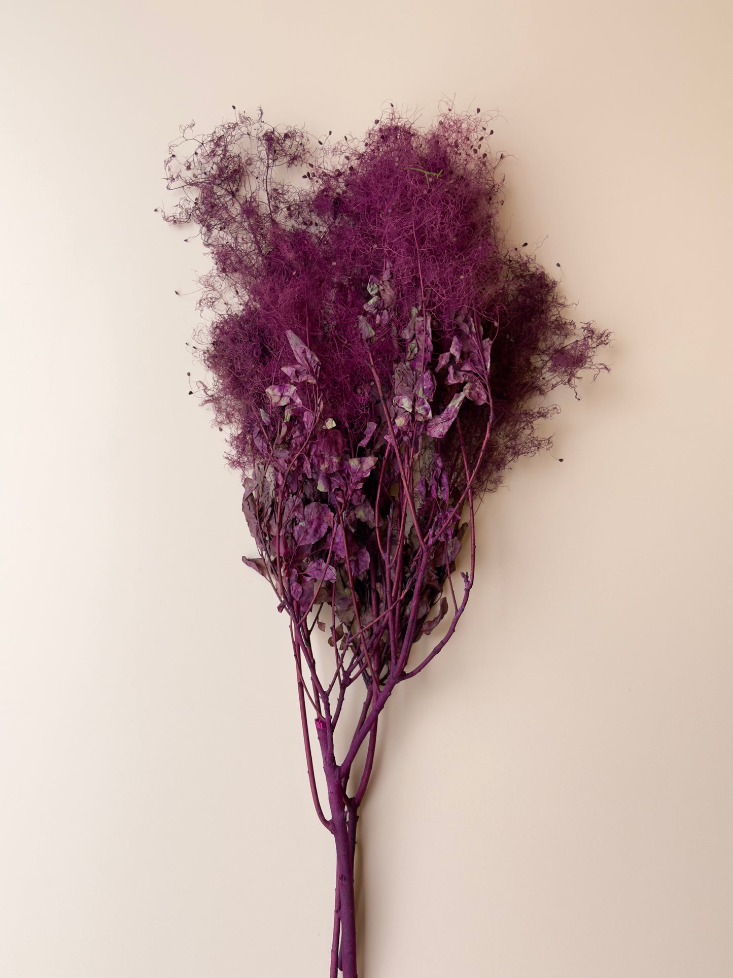 Preserved Smoke Bush - Plum