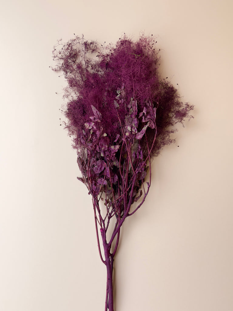 Preserved Smoke Bush - Plum