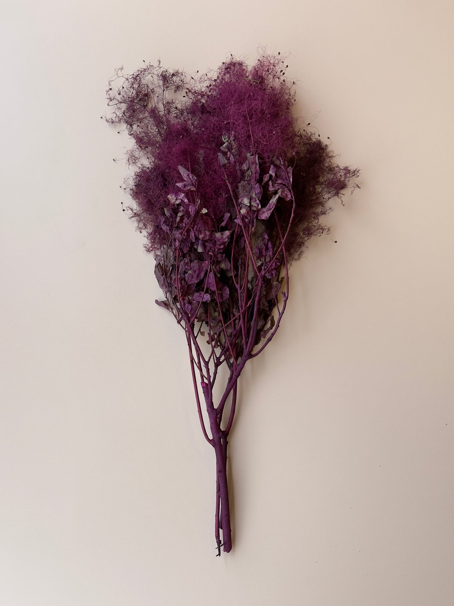 Preserved Smoke Bush - Plum