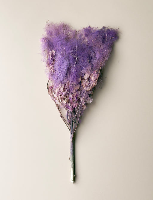 Preserved Smoke Bush - Purple Magenta - alternate