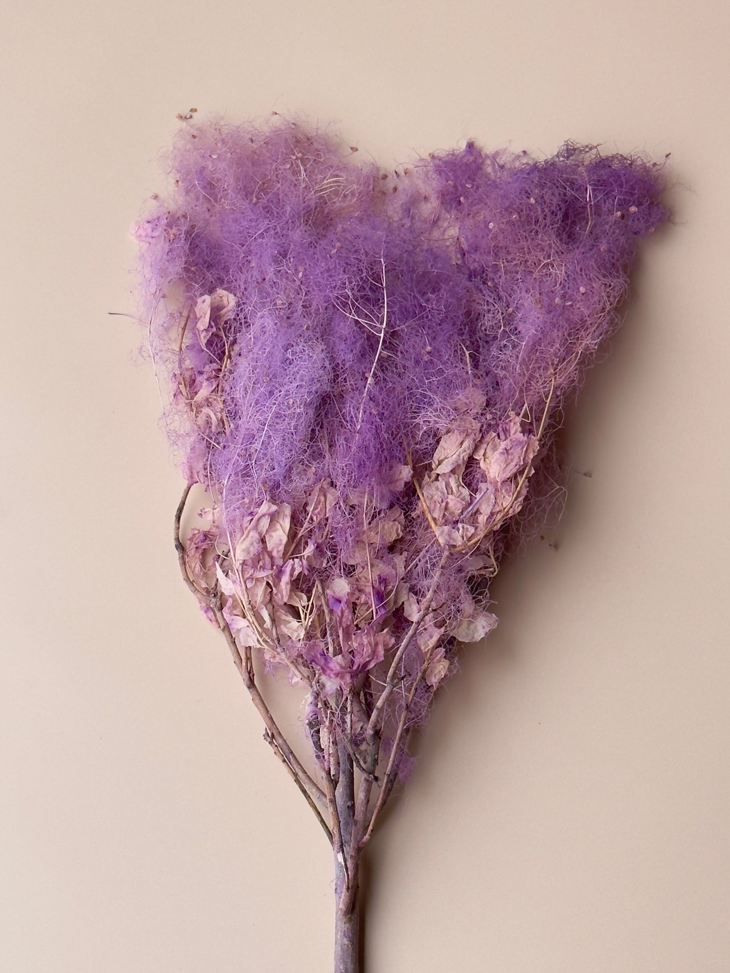 Preserved Smoke Bush - Purple Magenta